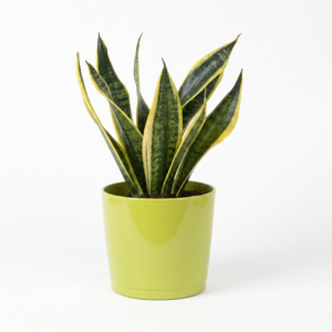 Live Snake Plant in Ceramic Pot - Easy Care Indoor Plant (Copy)