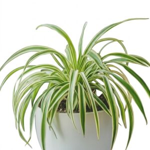 Spider Plant
